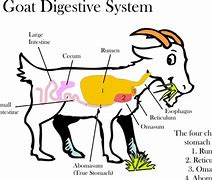 Image result for Goat GI-tract