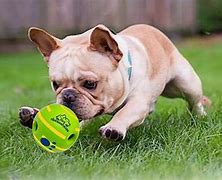 Image result for Toys for Blind Dogs