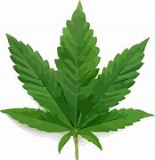 Image result for Gambar 1 Daun Ganja