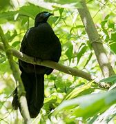 Image result for Black Guan