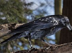 Image result for Photo of a Raven