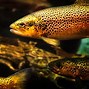 Image result for Trout Swimming