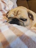 Image result for Baby Pugs Sleeping