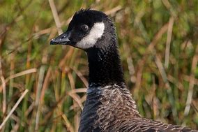 Image result for Aleutian Canada Goose