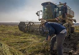 Image result for Kurdish Rice