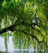 Image result for 1 Willow Tree