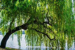 Image result for Willow Tree Plant