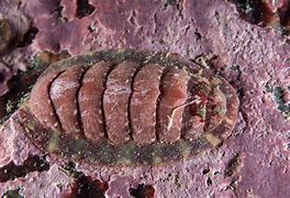 Image result for Chiton Wetlands