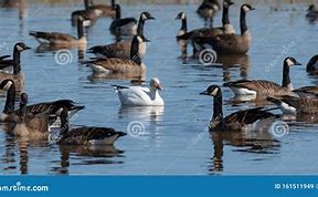 Image result for Albino Canadian Goose