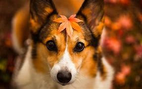 Image result for Thanksgiving Puppy Banner