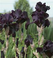 Image result for Bearded Iris by Name