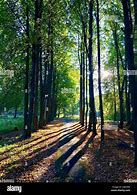 Image result for Bright Sunny Morning