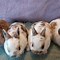 Image result for Newborn Mini Rex