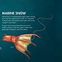 Image result for Vampire Squid Classification Chart