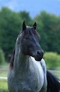 Image result for Blue Roan Horse Saddled