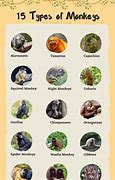 Image result for Monkey List