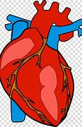 Image result for Anatomic Heart Clip Art