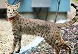 Image result for Gato Ashera