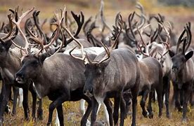 Image result for reindeer and caribou migration