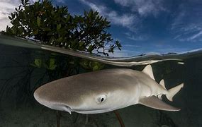 Image result for Nursery Shark