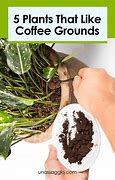 Image result for Plants That Love Coffee Grounds