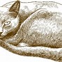 Image result for Cat Drawing Shading