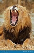 Image result for lion roar meaning