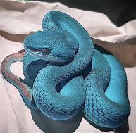 Image result for Blue Pit Viper