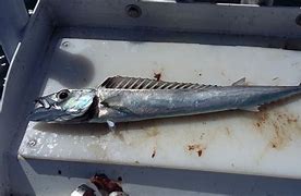 Image result for Barracuda Eating