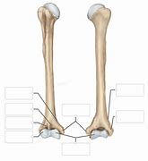 Image result for Bone Identification Separate