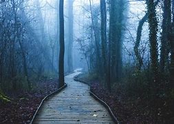 Image result for Footpath Forest Wallpaper