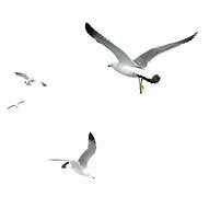 Image result for Seagulls Flying No Background