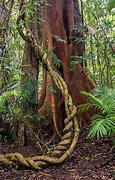 Image result for Jungle Trees