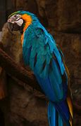 Image result for Macaw Blue Male