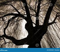 Image result for Calm Willow Tree