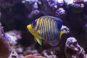 Image result for Blue and Yellow Angelfish