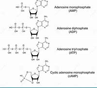 Image result for Adenosine