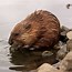 Image result for Show Me a Picture of a Muskrat