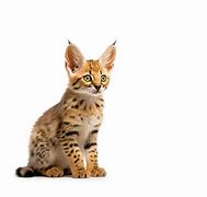 Image result for Red Serval Cat