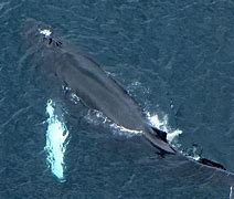 Image result for Humpback Whale