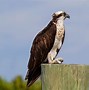 Image result for Osprey