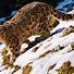 Image result for Snow Leopard Back Markings