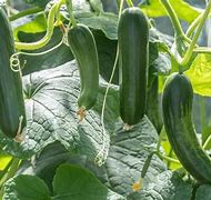 Image result for Cucumber Plant