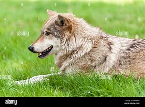 Image result for Close of a Wolf's Side View