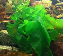 Image result for Alga Hutan