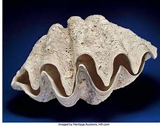 Image result for Sea SHELL Top