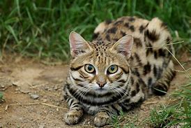 Image result for Black-footed Cat