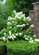 Image result for Potted Limelight Hydrangea Tree