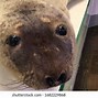 Image result for Baby Walrus Being Born