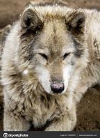 Image result for Hunder Wolf